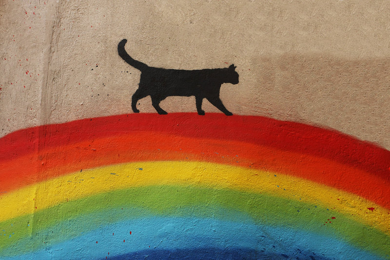 Cat over the rainbow