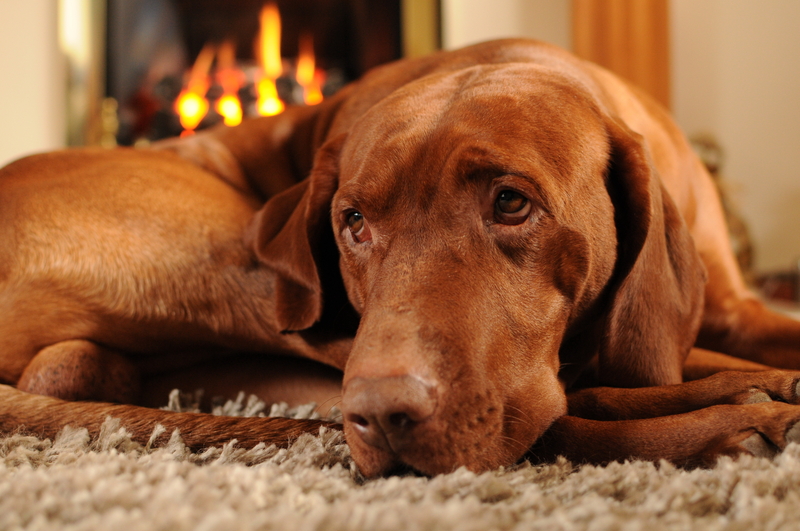 cute brown dog