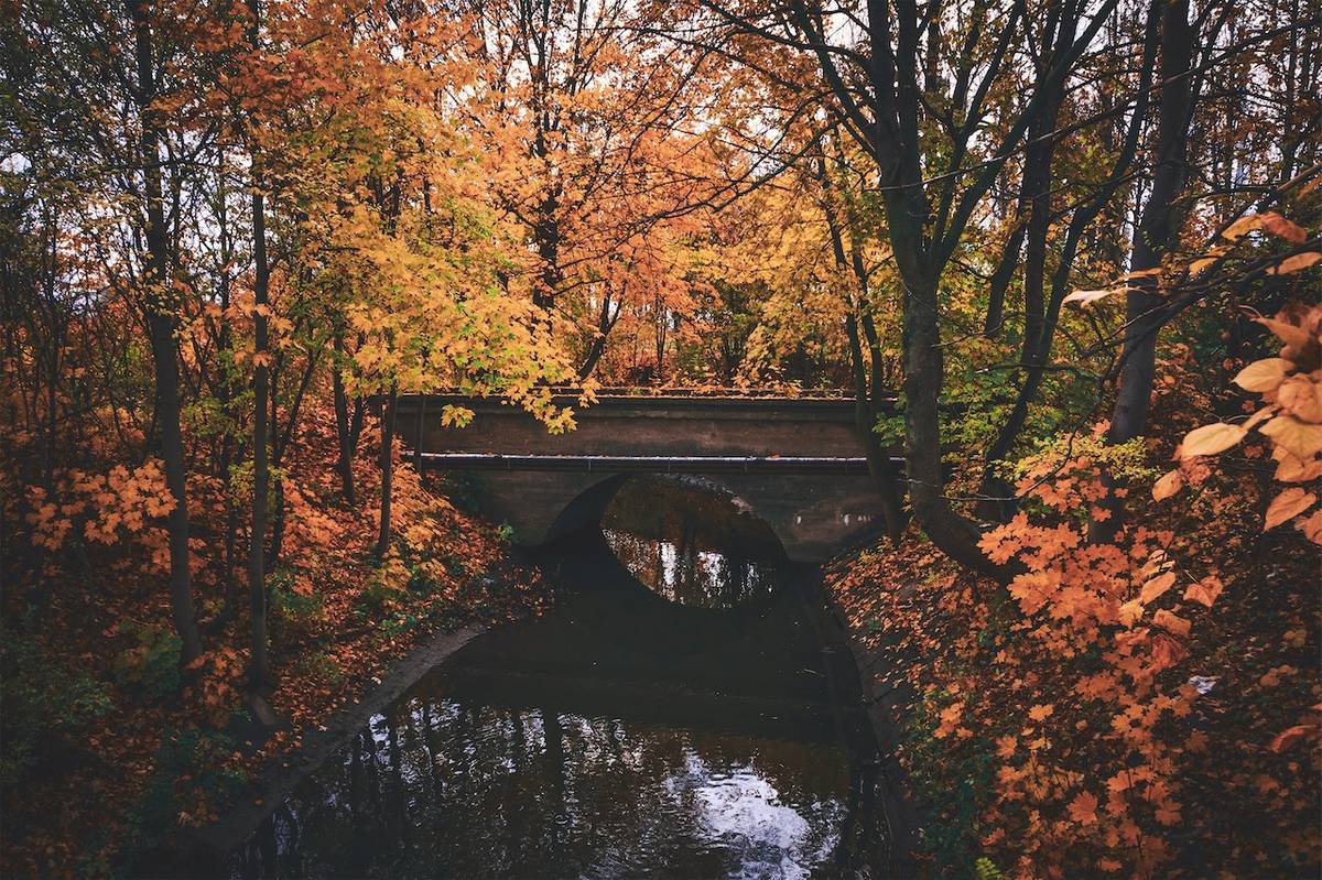 el bosque en otoño