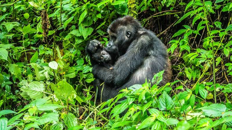 Mount Kahuzi, Democratic Republic of the Congo